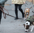 Минимальный размер жилплощади для домашних собак озвучили в Приморье, сообщает www.primorsky.ru - Спасский муниципальный район